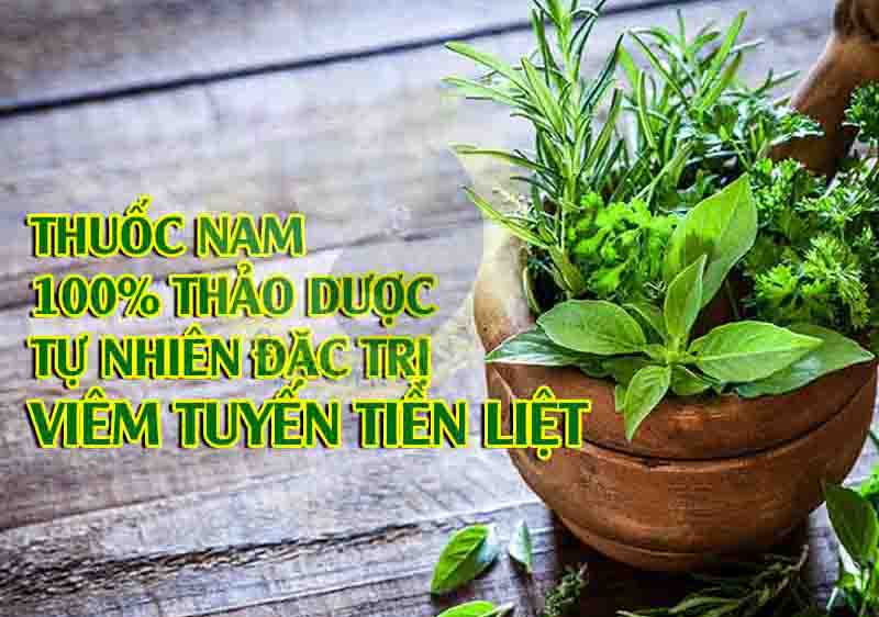 Các cây thuốc nam chữa viêm tuyến tiền liệt