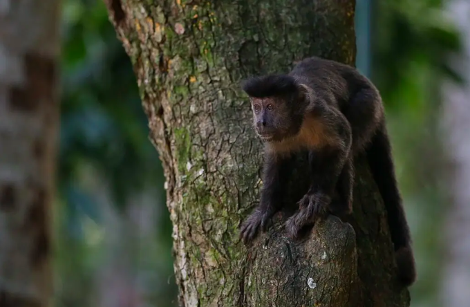 Một con khỉ tại Công viên Lage ở Rio de Janeiro. Ảnh: Shutterstock
