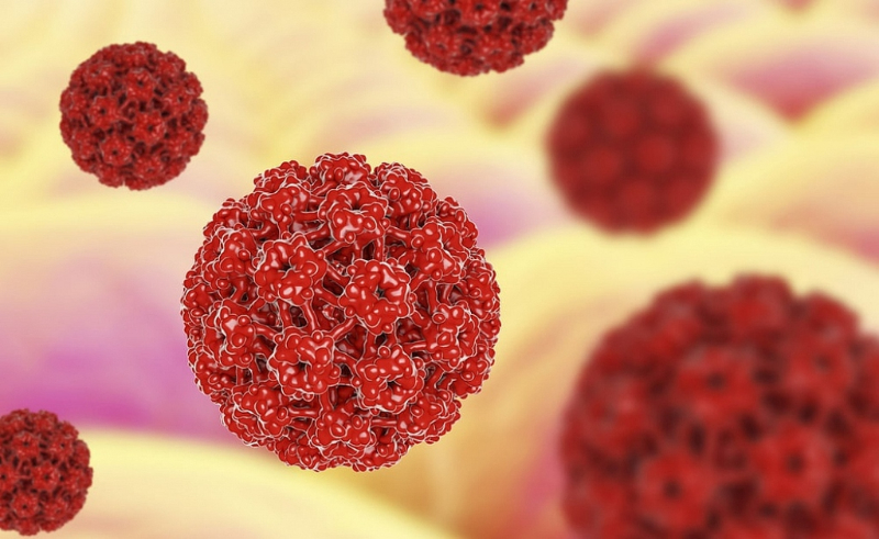 Virus HPV là nguyên nhân gây ra bệnh sùi mào gà. 