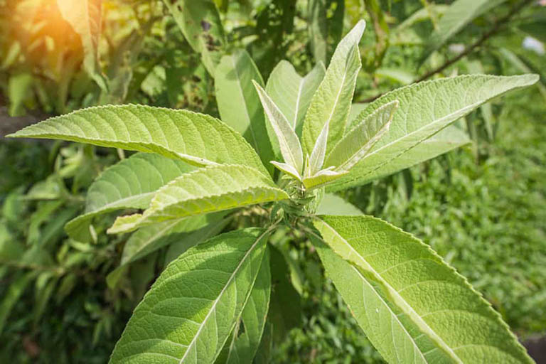 Cây từ bi
