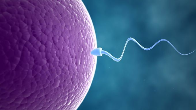 Minh họa hình ảnh tinh trùng gặp trứng. Ảnh: CNN