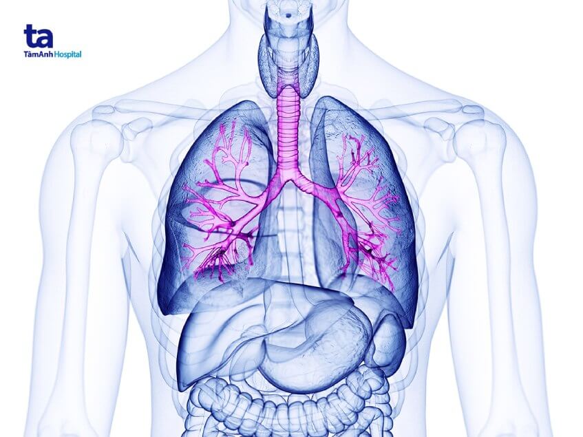 đường dẫn khí trong phổi