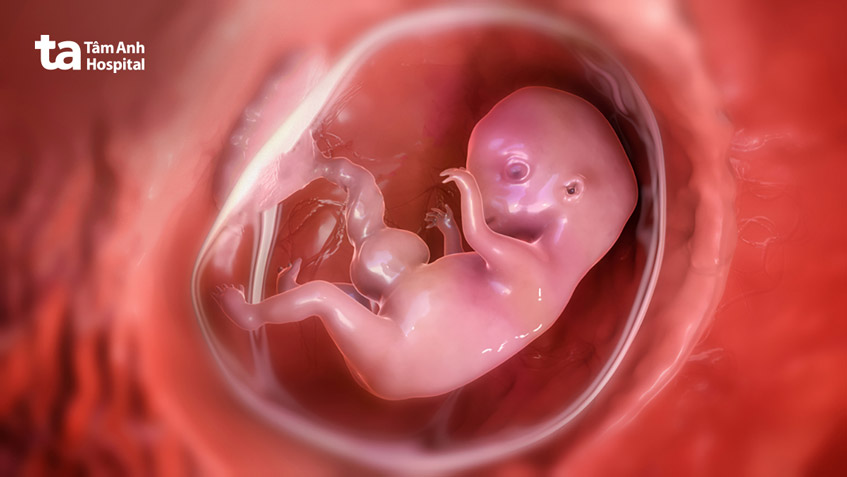 thai mấy tuần thì vào tử cung