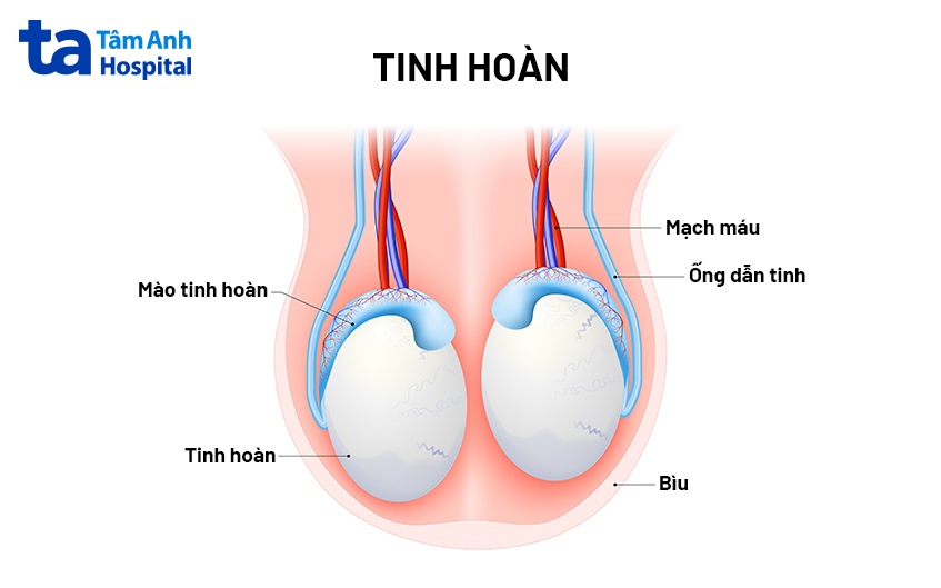 tinh hoàn là gì