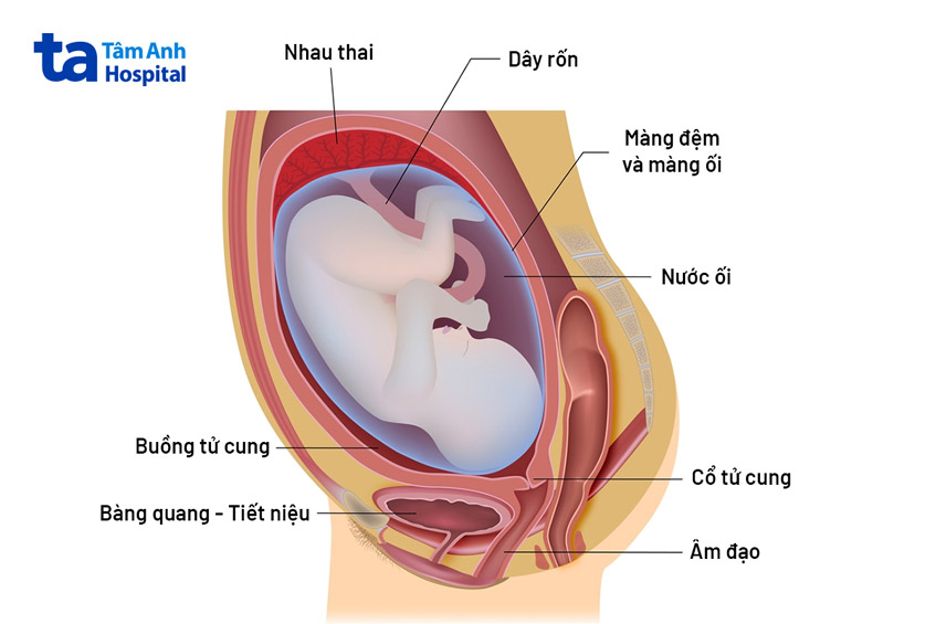 thai nhi nằm trong tử cung người mẹ