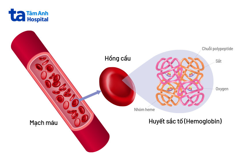 tế bào hemoglobin