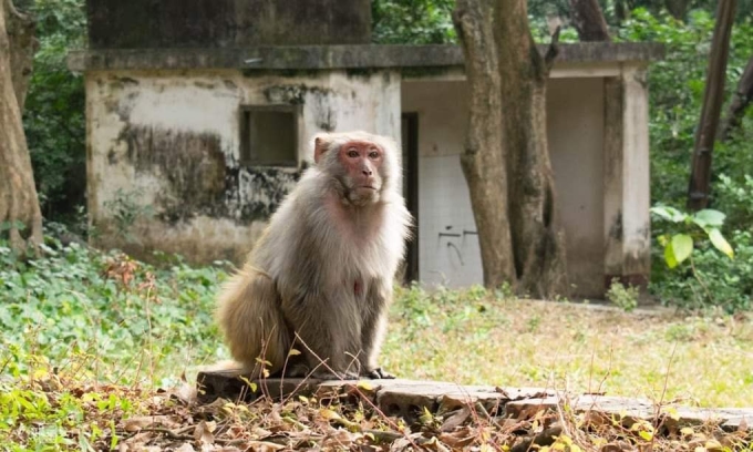 Khỉ hoang dã có thể mang virus dại. Ảnh: Chi Lê