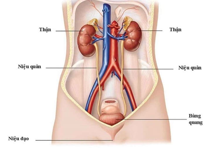 Đi tiểu bị buốt sau khi quan hệ ở nữ là bệnh gì?