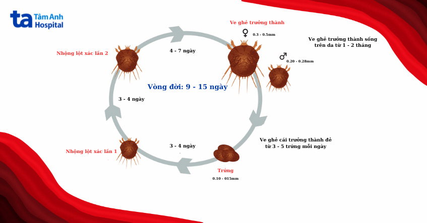 vòng đời phát triển của con cái ghẻ