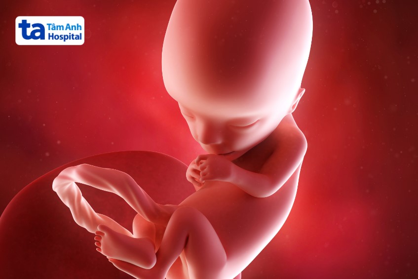 Hình dạng và kích thước của thai nhi 13 tuần như thế nào?