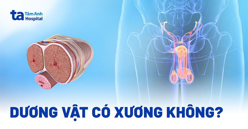 dương vật có xương không