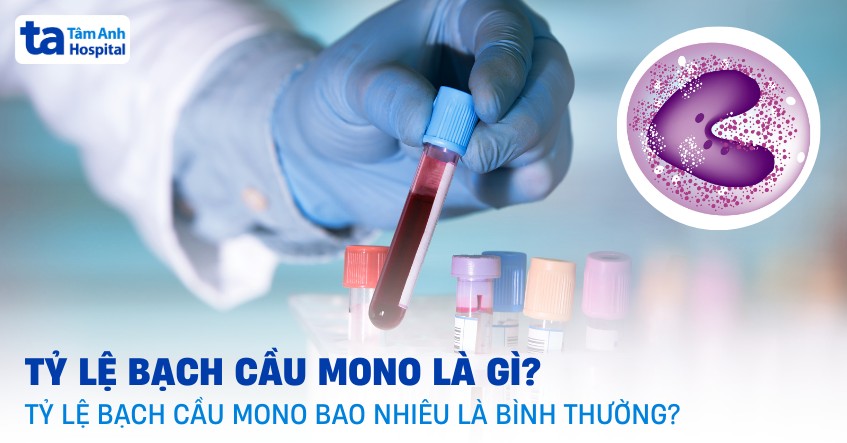 tỷ lệ bạch cầu mono