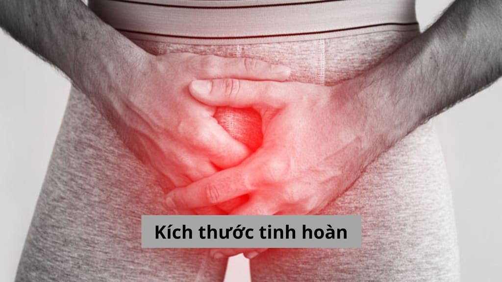 Kích thước tinh hoàn