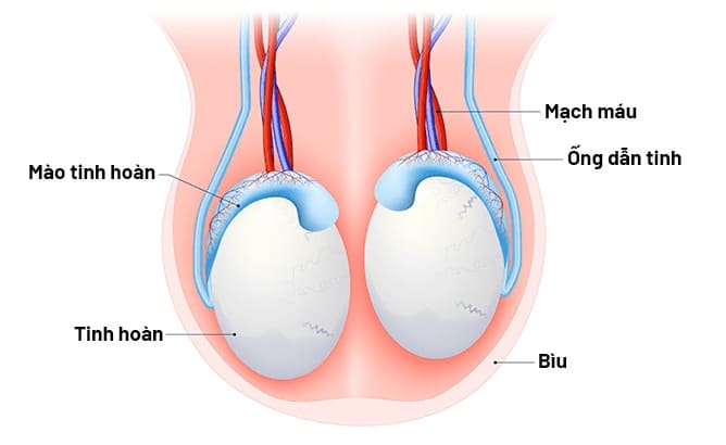 Hiểu đúng về tinh hoàn