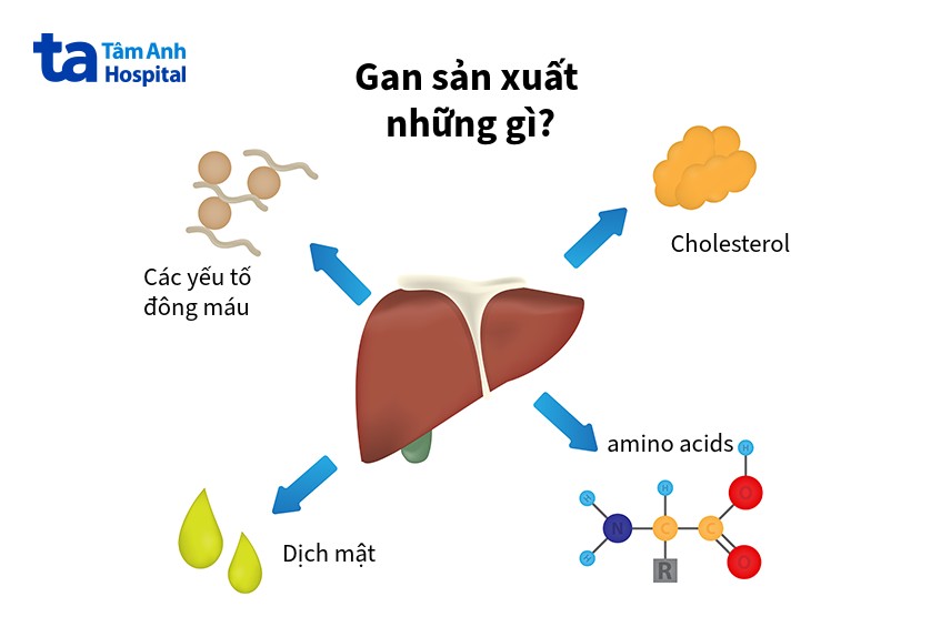 gan sản xuất yếu tố đông máu