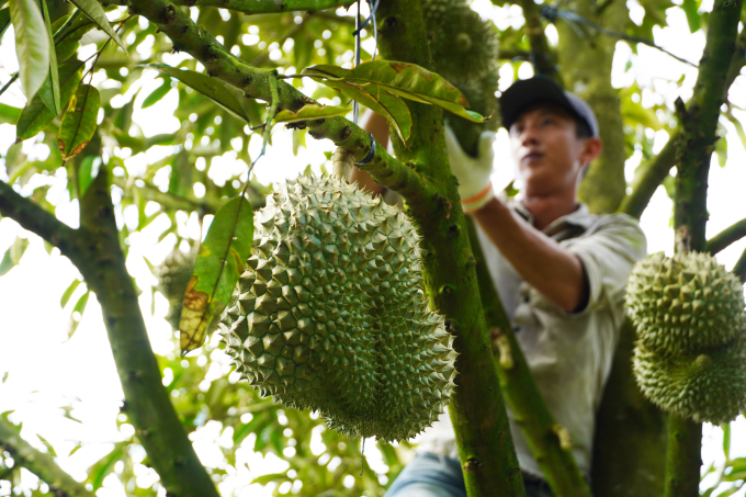 Thu hoạch sầu riêng tại thị xã Cai Lậy, Tiền Giang. Ảnh: Hoàng Nam