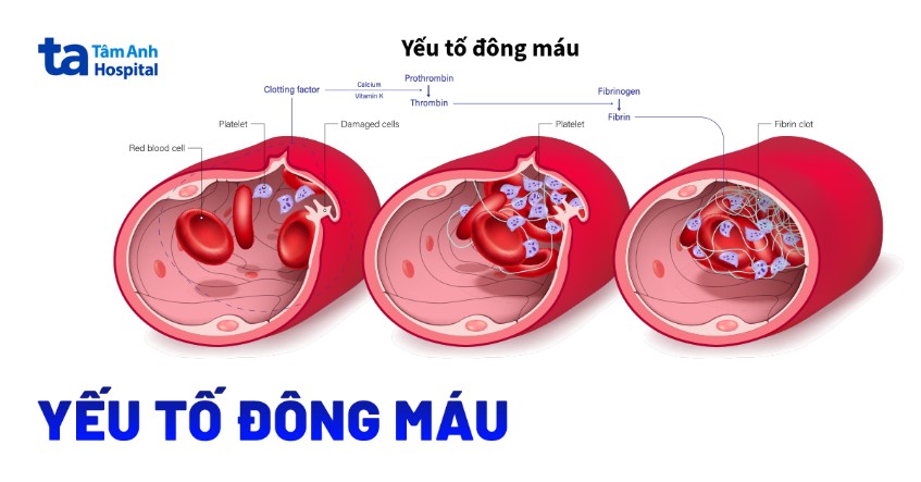 yếu tố đông máu