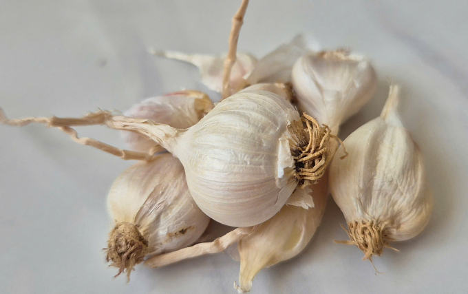 Tỏi. Ảnh: Lê Phương
