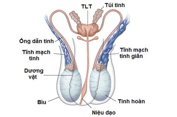 Vai trò của tinh hoàn đối với phái mạnh